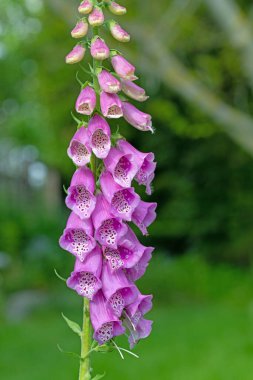 Çiçekli kırmızı yüksükotu, Digitalis purpurea, ormanda