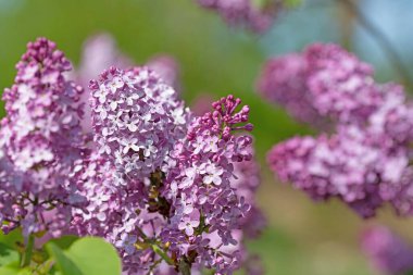 Mor çiçekli leylak, Şırınga, baharda