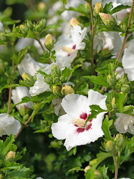 Weiß Blühender Hibiskus Garten — Stockfoto