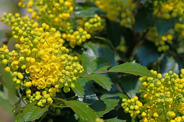 Žluté Květy Mahonia Jaře — Stock fotografie