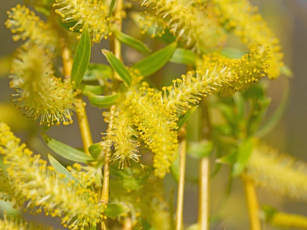 Síró Fűzfa Hímivarú Virágai Salix Babylonica — Stock Fotó