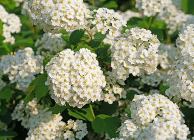 Baharda açan Spier çalısı, spiraea