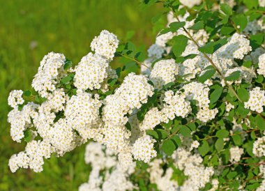 Baharda açan Spier çalısı, spiraea