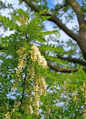 Çiçekli kara çekirge, Robinia psödoacia, ilkbaharda.