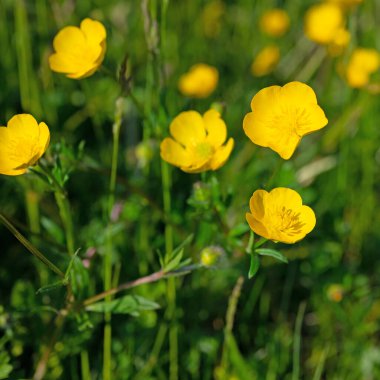 Düğünçiçeği, Ranunculus akrisi, baharda.