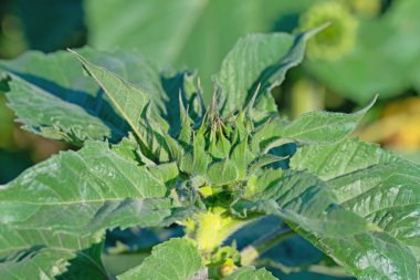 Ayçiçeğinin Bud 'ı yakın planda