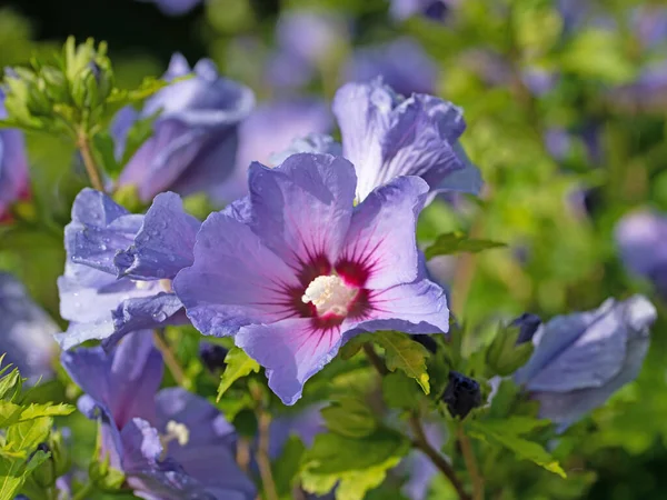 Lila Blühender Hibiskus Hibiskus Garten — Stockfoto