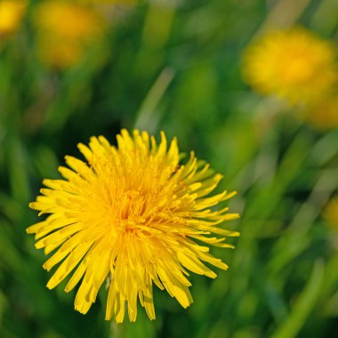 Flowering dandelion, Taraxacum, in spring