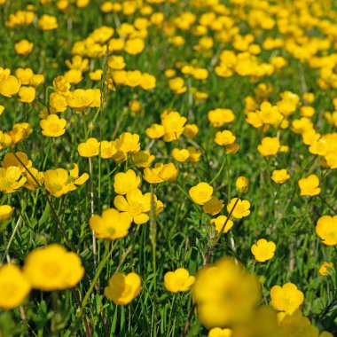 Düğünçiçeği, Ranunculus akrisi, baharda.