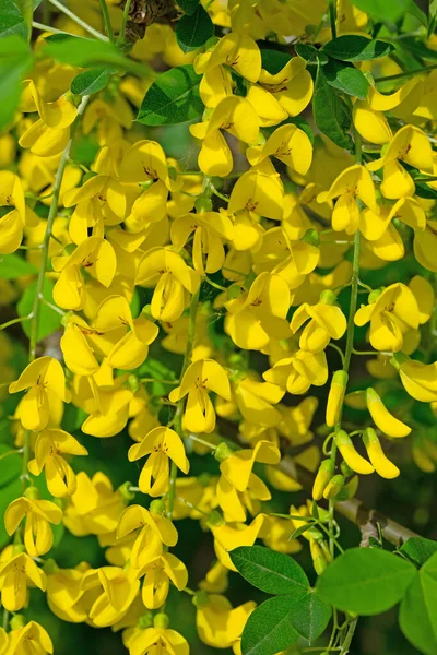 Laburno Floração Amarelo Primavera — Fotografia de Stock