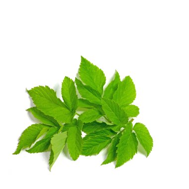 Aegopodyum podagraria, beyaz arka planda izole edilmiş.