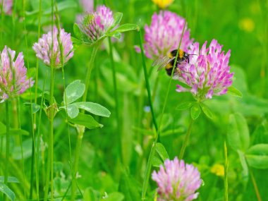 Çiçekli kırmızı yonca, Trifolium pratense, yakın plan.