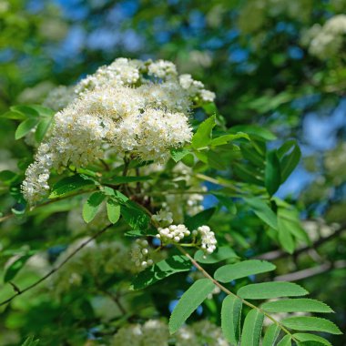 Çiçekli dağ külleri, Sorbus aucuparia, baharda.