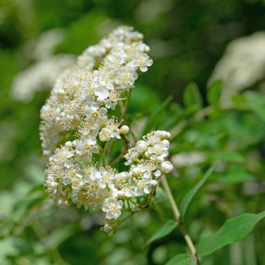 Çiçekli dağ külleri, Sorbus aucuparia, baharda.