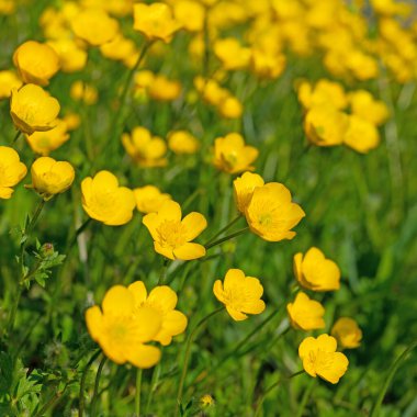 Düğünçiçeği, Ranunculus akrisi, baharda.