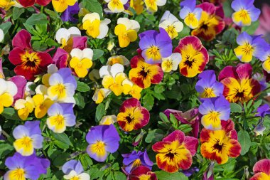 Çiçekli boynuz menekşeleri, viyola cornuta, baharda