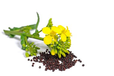 Kolza tohumu çiçekleri ve kolza tohumu taneleri beyaz arka planda izole edilmiş