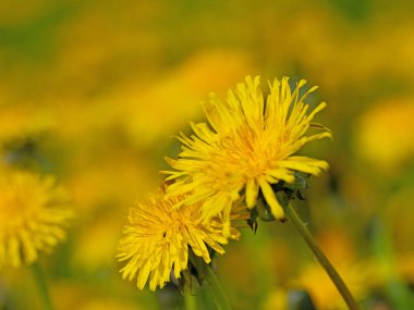 Flowering dandelion, Taraxacum, in spring