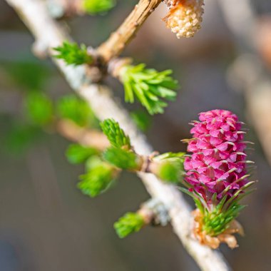 Dişi tarla kuşu yakın planda çiçek açar.