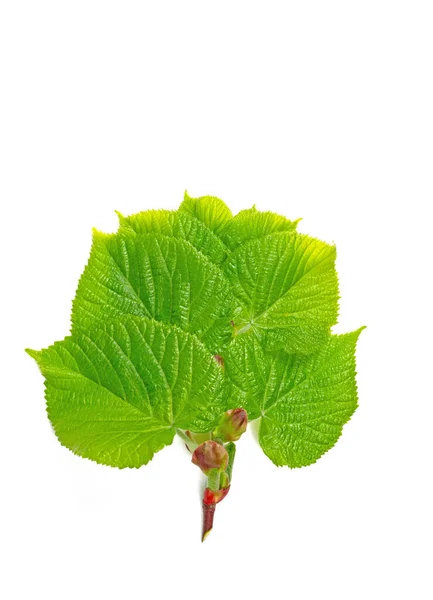 Junge Lindenblätter Isoliert Vor Weißem Hintergrund — Stockfoto
