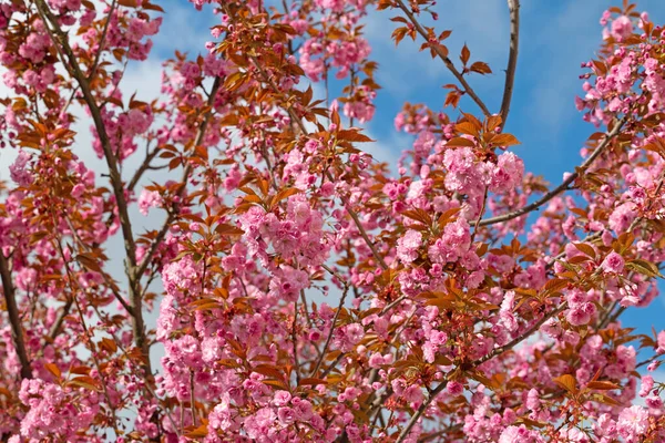 Cereja Índia Japonesa Prunus Serrulata Floração Primavera — Fotografia de Stock