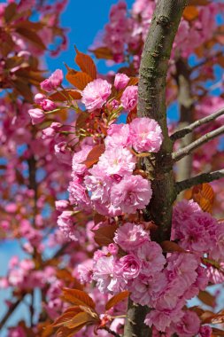 Japon karanfil kirazı, Prunus serrulata, baharda çiçek açıyor.