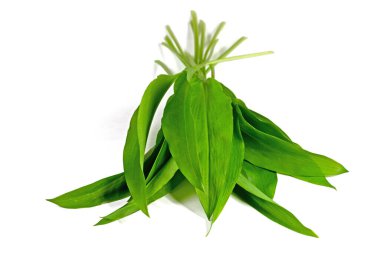 Beyaz arka planda yabani sarımsak yaprakları