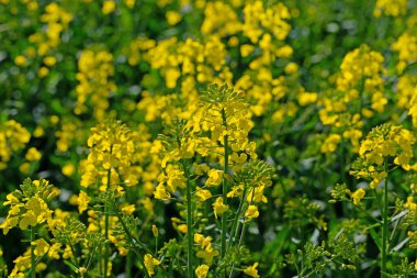 Çiçekli kolza tohumu, ilkbaharda Brassica Napus.