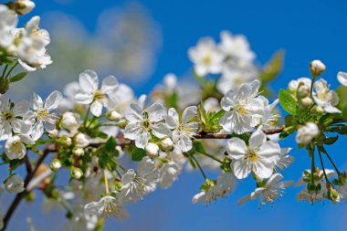 Çiçekli ekşi kiraz, Prunus cerasus, baharda.