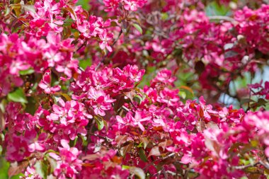 Baharda çiçek açan elma ağacı.