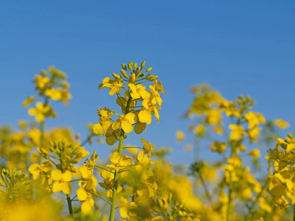 Flowering Rapeseed Brassica Napus Spring — Stock Photo, Image