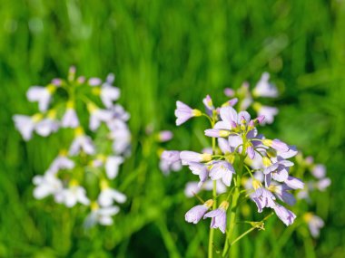 Çiçekli çayır köpüğü, Cardamine pratensis, baharda.