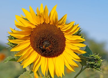 Ayçiçeği, Helianthus Annuus, yakın planda.