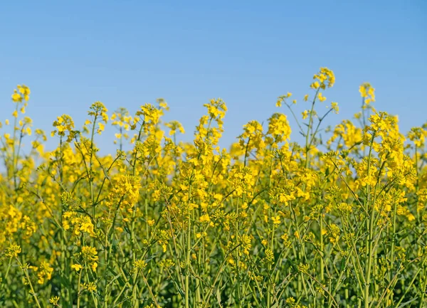 Virágzó Repce Brassica Napus Tavasszal — Stock Fotó