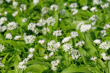 Vahşi sarımsak ormanda çiçek açıyor.