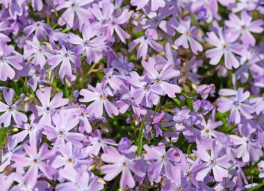 Çiçekli yastık fenomeni, Phlox subulata