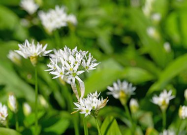 Yabani sarımsak çiçekleri ve yapraklar yakından görünüyor.