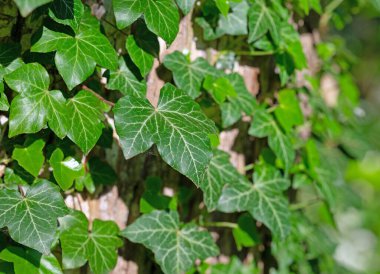 Ivy, Hedera helix, in a closeup