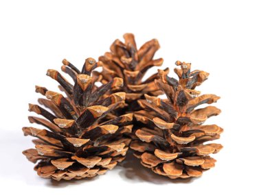 Çam kozalakları yakın planda beyaz bir arkaplanda