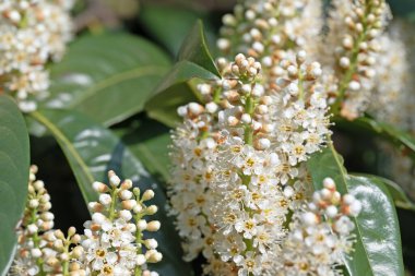 Çiçekli kiraz defne, Prunus laurocerasus, ilkbaharda.