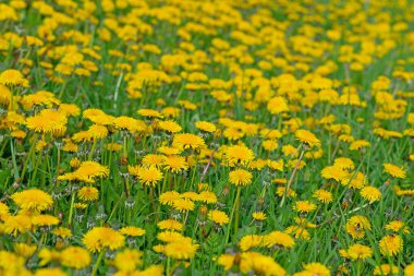 Flowering dandelion, Taraxacum, in spring