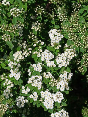 Baharda açan Spier çalısı, spiraea