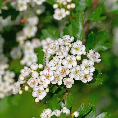 Çiçek açan dikenler, krataegus, baharda