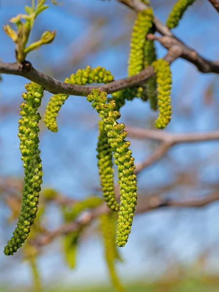 Male Blossoms Walnut Tree Spring — Stock Photo, Image