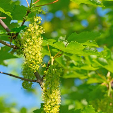 Bahar çiçekli akçaağaç