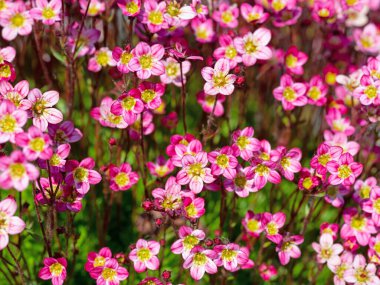 Çiçekli Yosunlu Saxifrage yakın planda