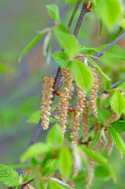 Kayın ağacının erkek çiçekleri, Ostrya carpinifolia