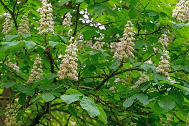 Baharda çiçek açan kestane ağacı