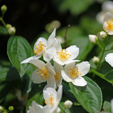 Çiçek açan Avrupa boru çalısı, β delphus coronarius