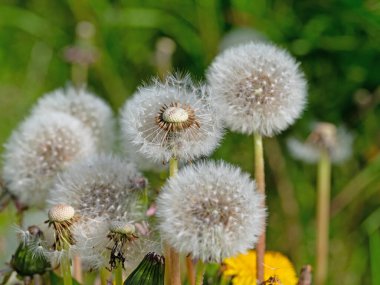 Solmuş tohum taşıyan karahindiba, Taraxacum.
